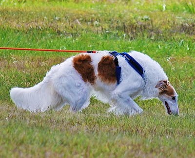 Top Versatility Borzoi 2013